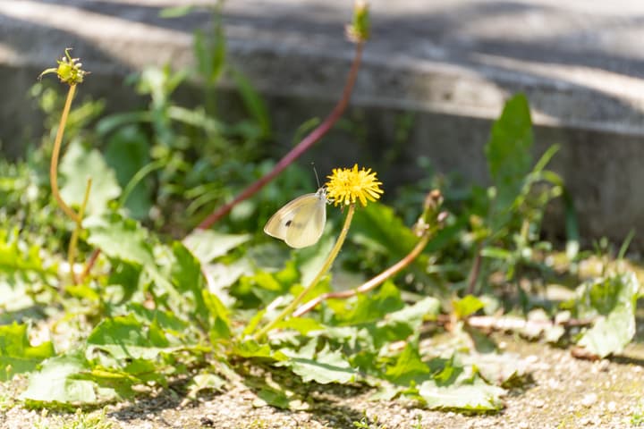 公園や道端に咲く花